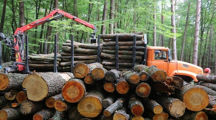 За контрабанду леса — уголовная ответственность